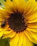 pic for bee & sun flower